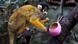 A Bolivian squirrel monkey at the zoo looking at an eggshell