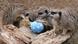 Meerkats playing with an egg at the zoo